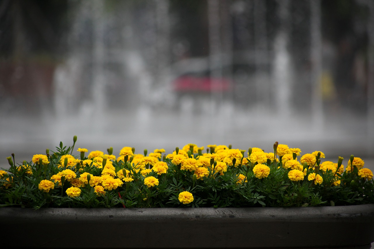 flowers  fountain  park free photo