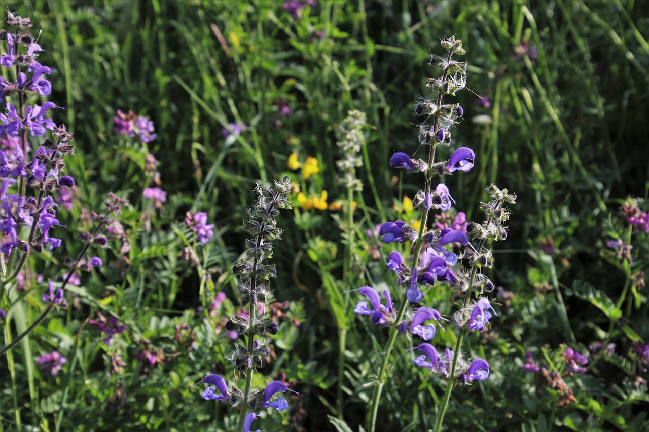 flowers  meadows  nature free photo