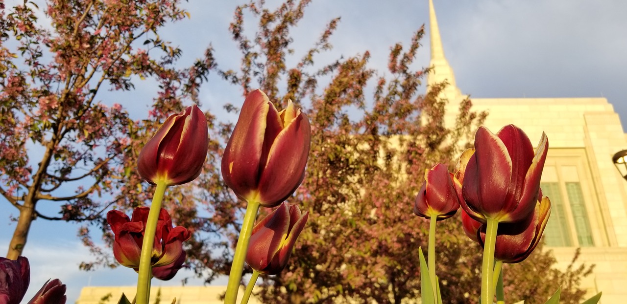 flowers  temple  religious free photo