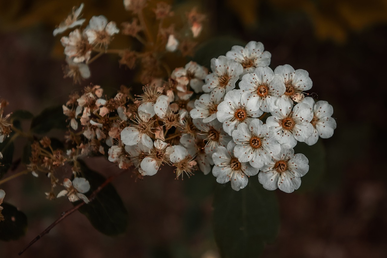 flowers  nature  garden free photo