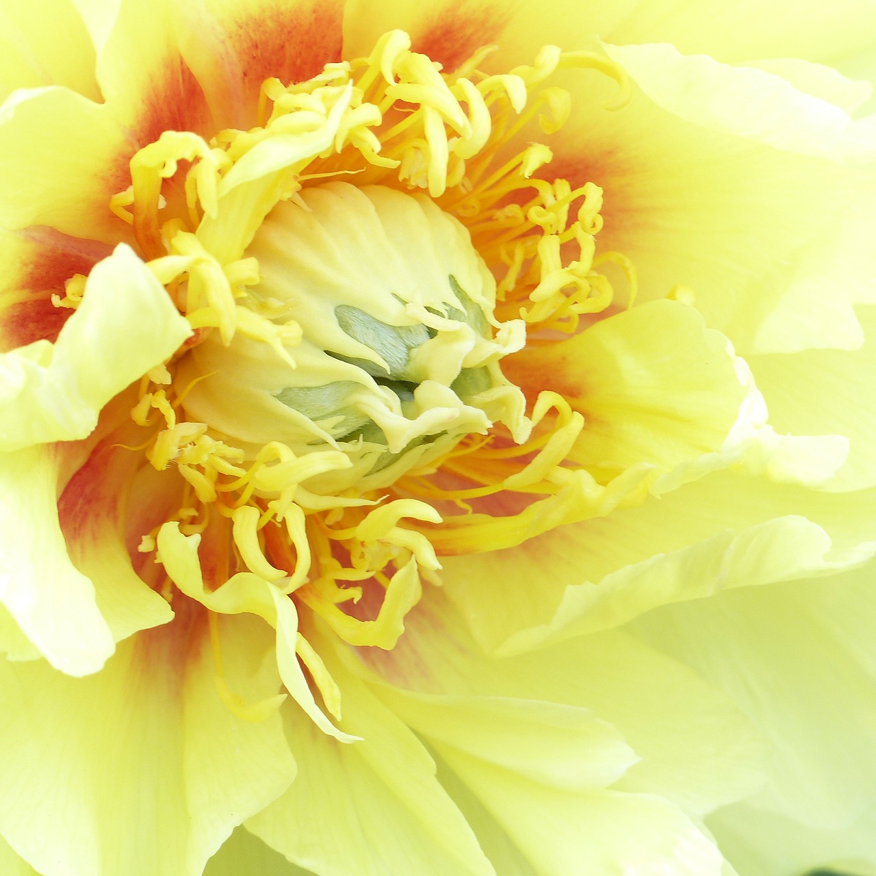 flowers spring peony free photo