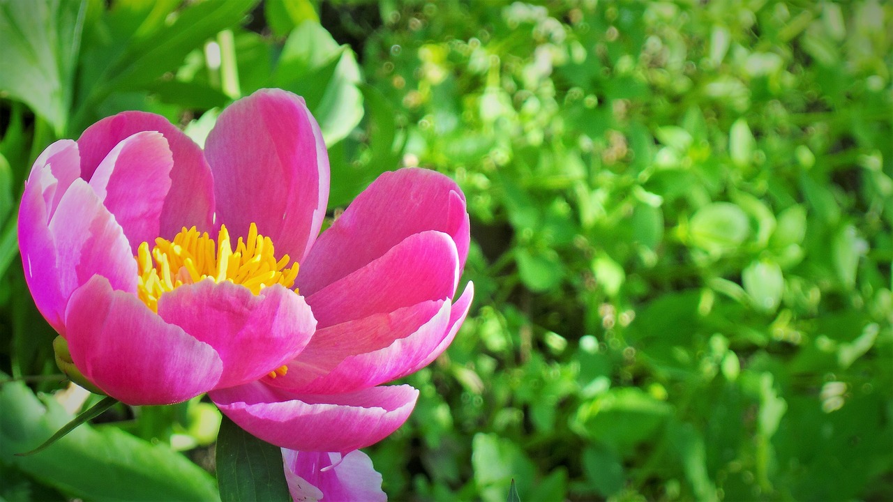 flowers  peonies  pink free photo