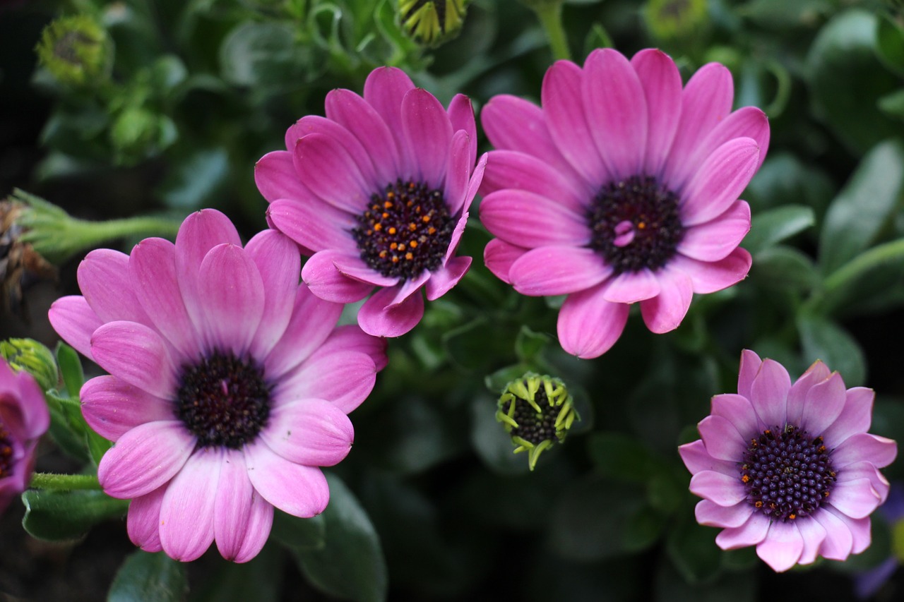 flowers purple blossom free photo