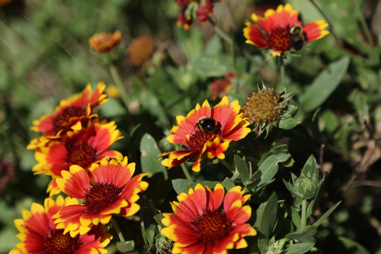 flowers  bees  garden free photo