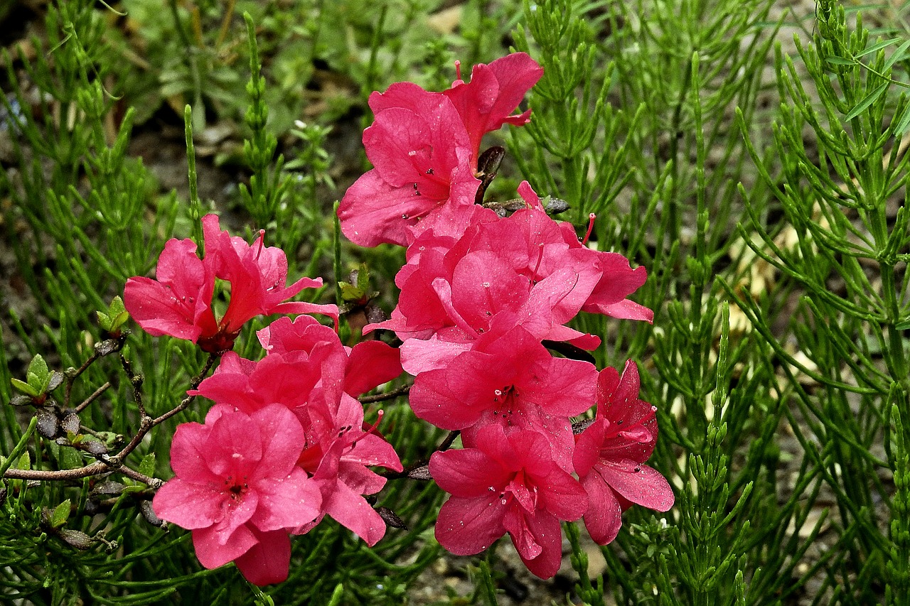 flowers  red  beauty free photo