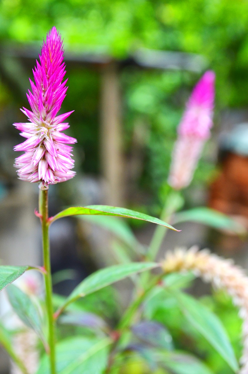 flowers  couple  purple free photo