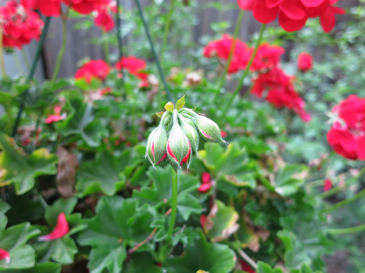 flowers  red  blooming free photo