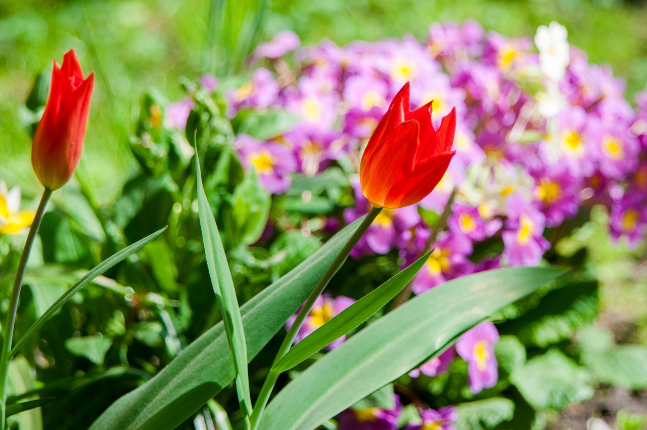 flowers  tulip  red flowers free photo