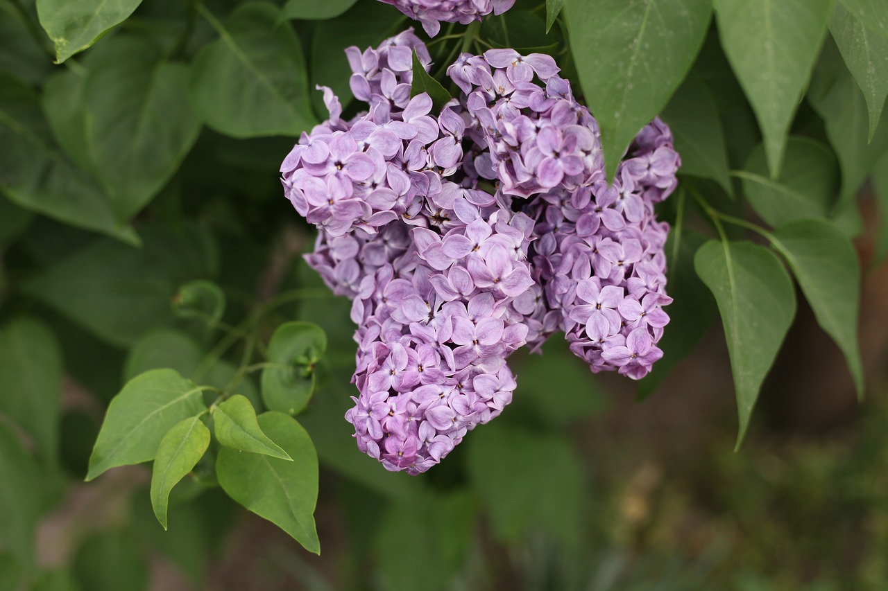 flowers  lilac  spring free photo