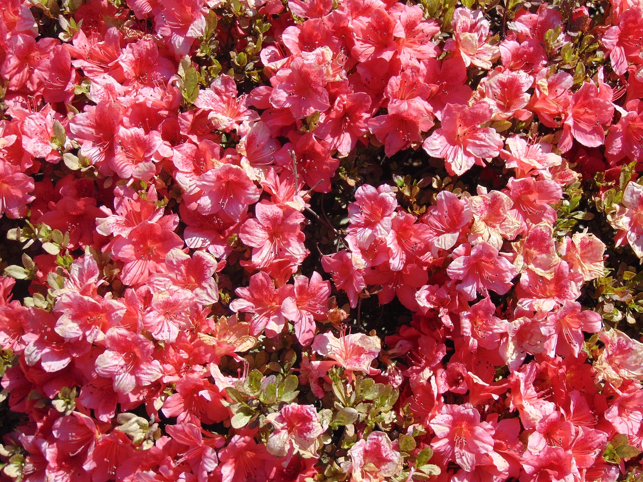 flowers  pink  bush free photo