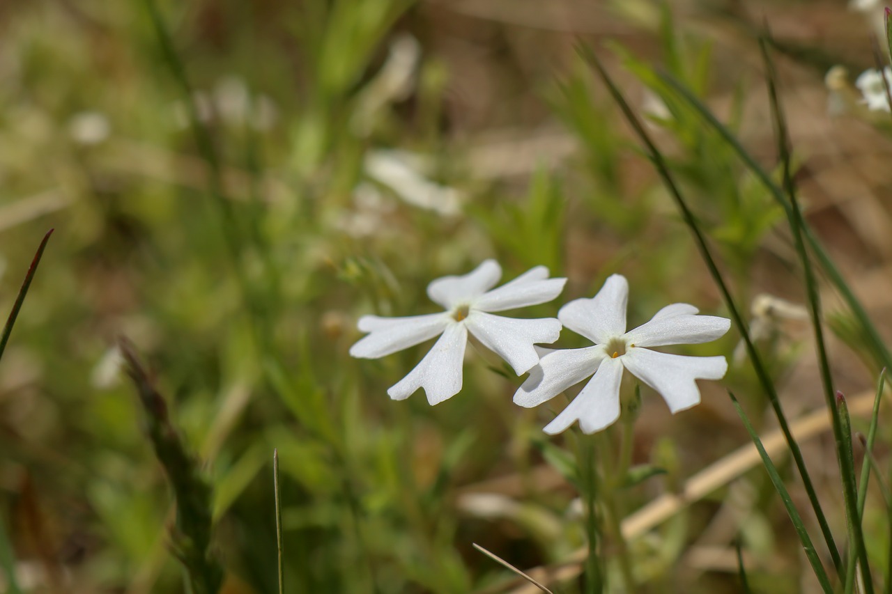 flowers  wild  wild flowers free photo