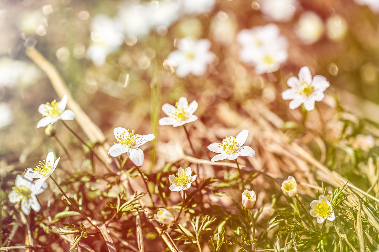 flowers  meadow  sunlight free photo