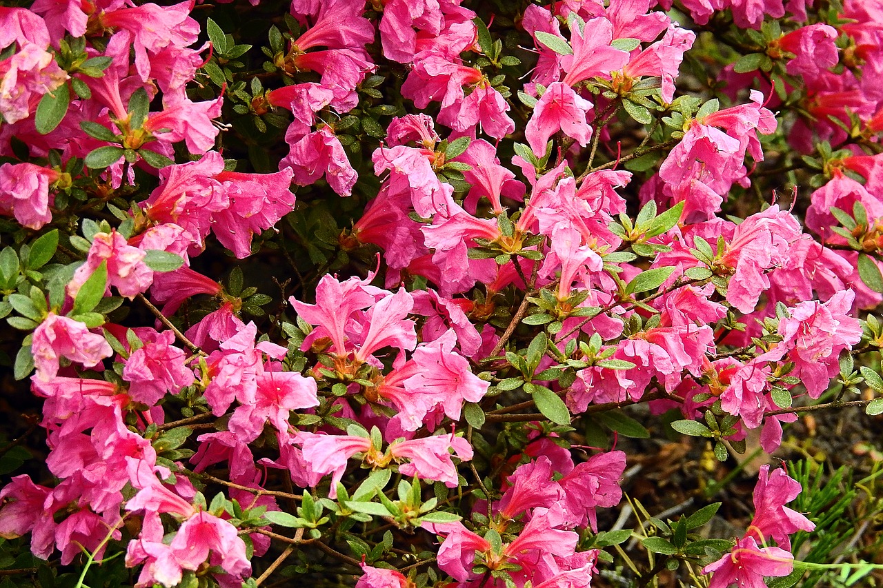 flowers  nature  colorful flowers free photo