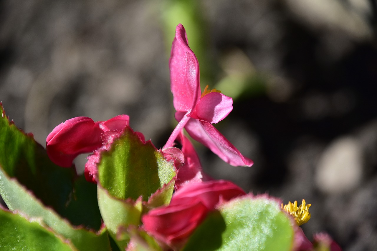 flowers  garden  nature free photo