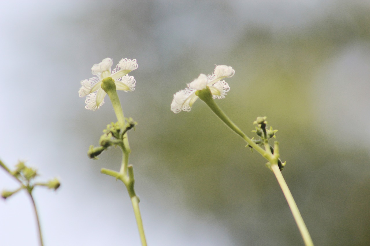 flowers  daylight  spring free photo