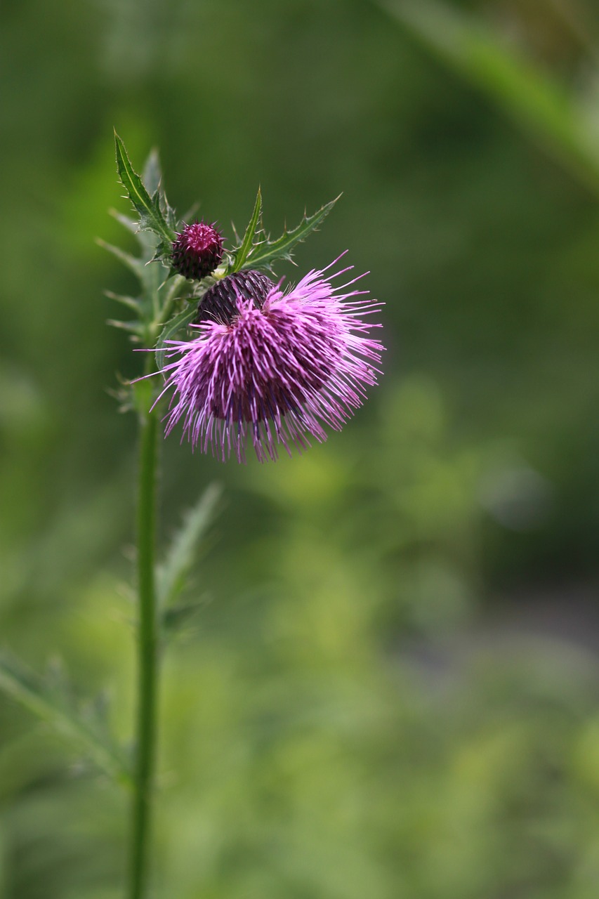 flowers  behold  nature free photo