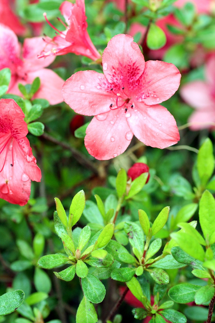 flowers  azalea  pink free photo