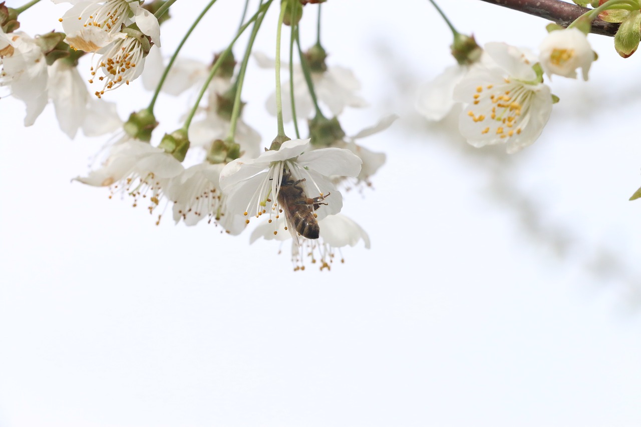 flowers  cherry  bloom free photo