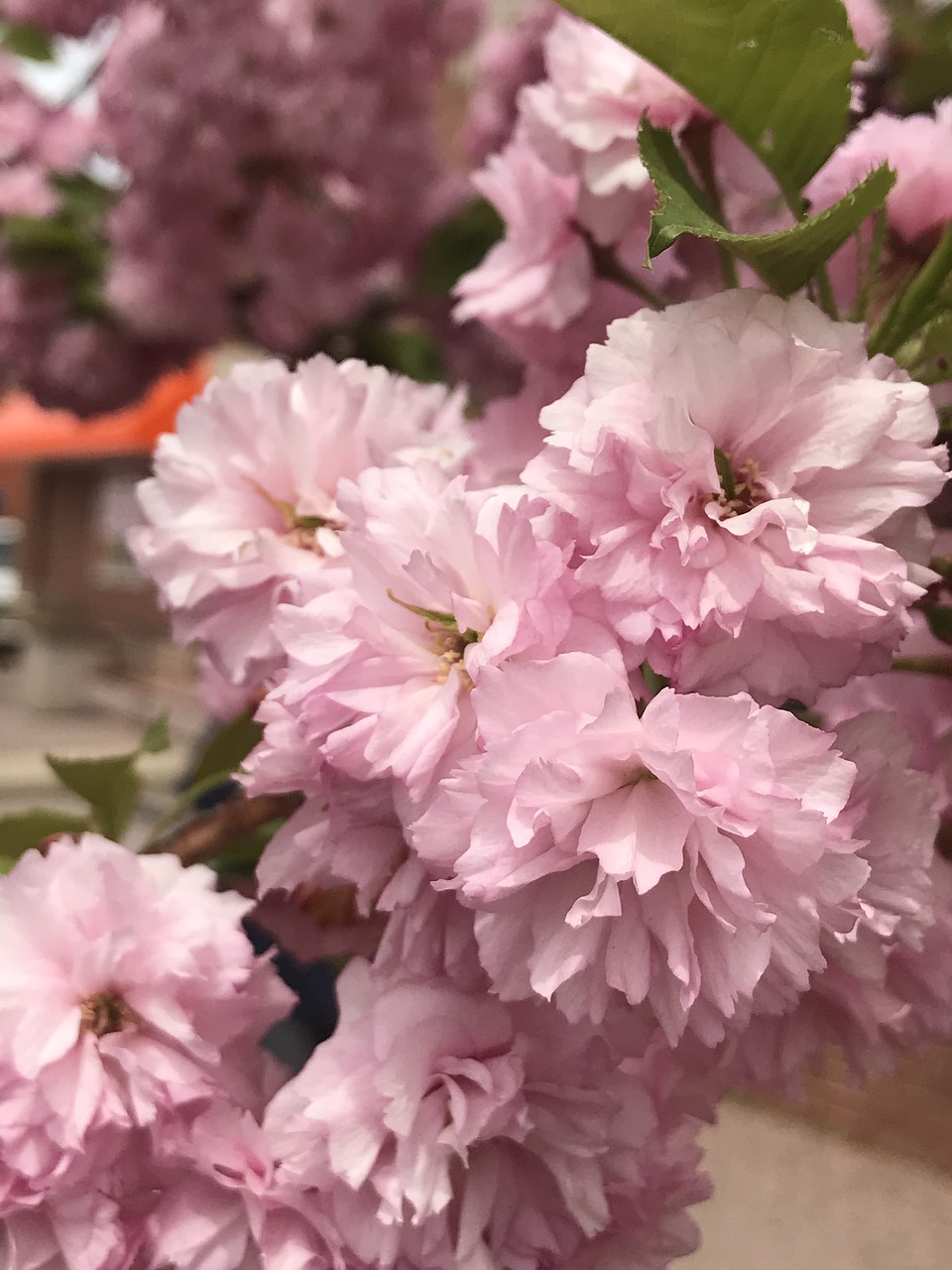 flowers  spring  pink free photo