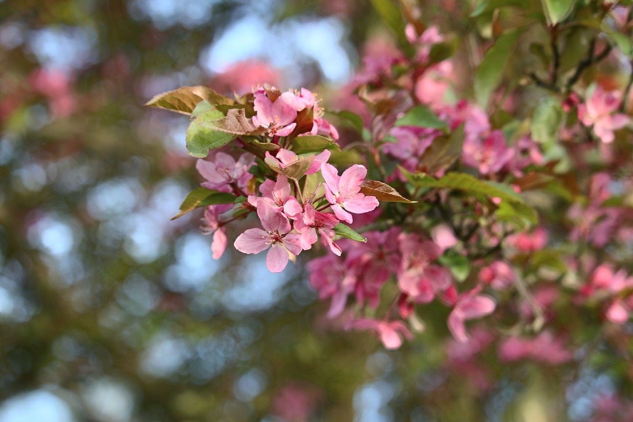 flowers  pretty  nature free photo