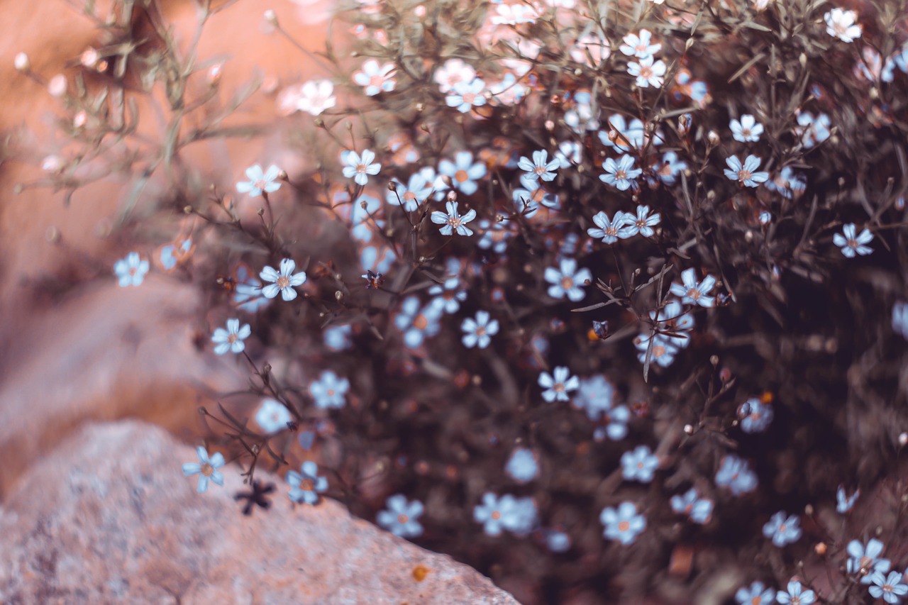 flowers  pink  beauty free photo