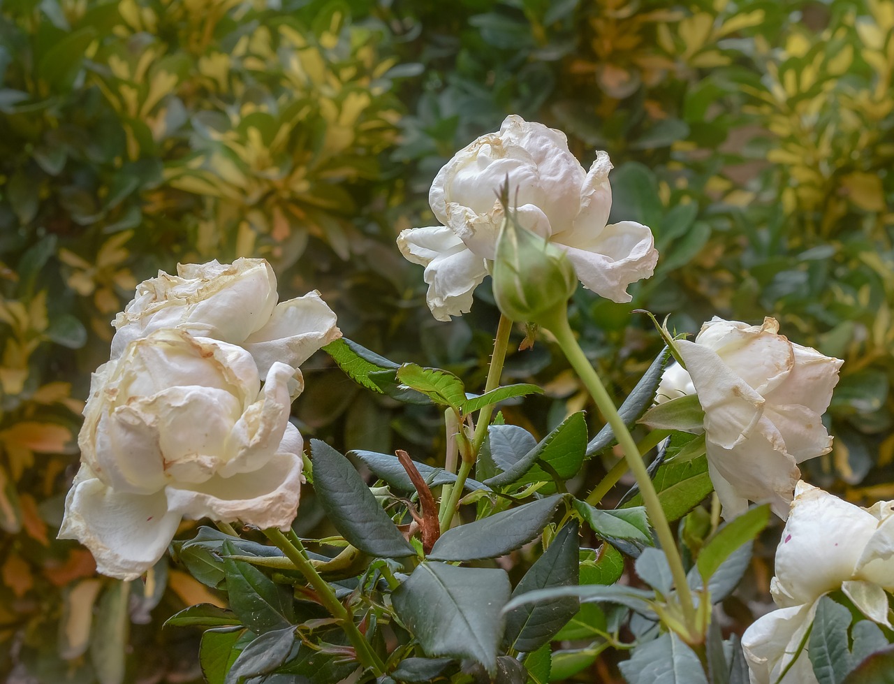 flowers  nature  blossom free photo