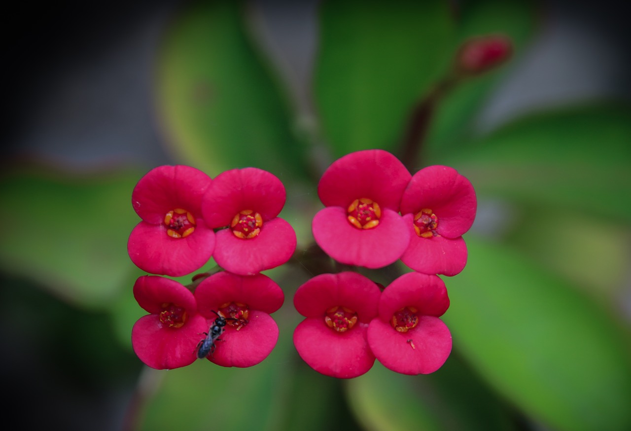 flowers  pink  pink flower free photo