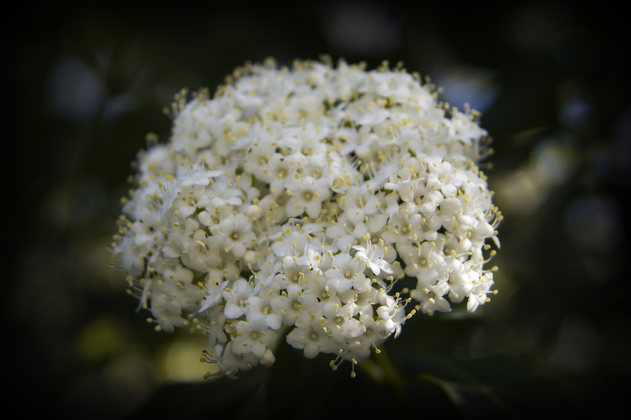 flowers  white  bouquet free photo