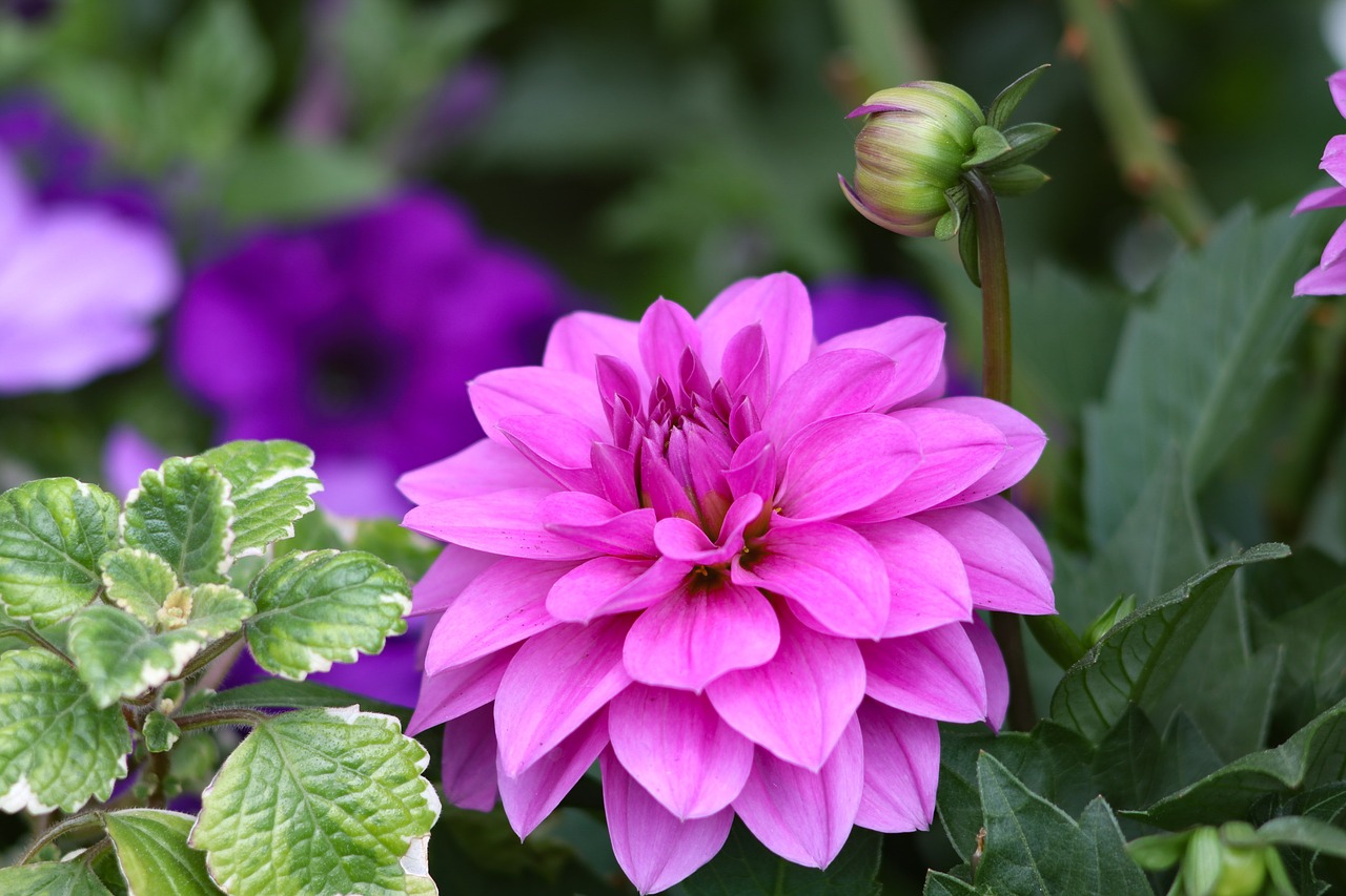 flowers  bouquet  beautiful free photo