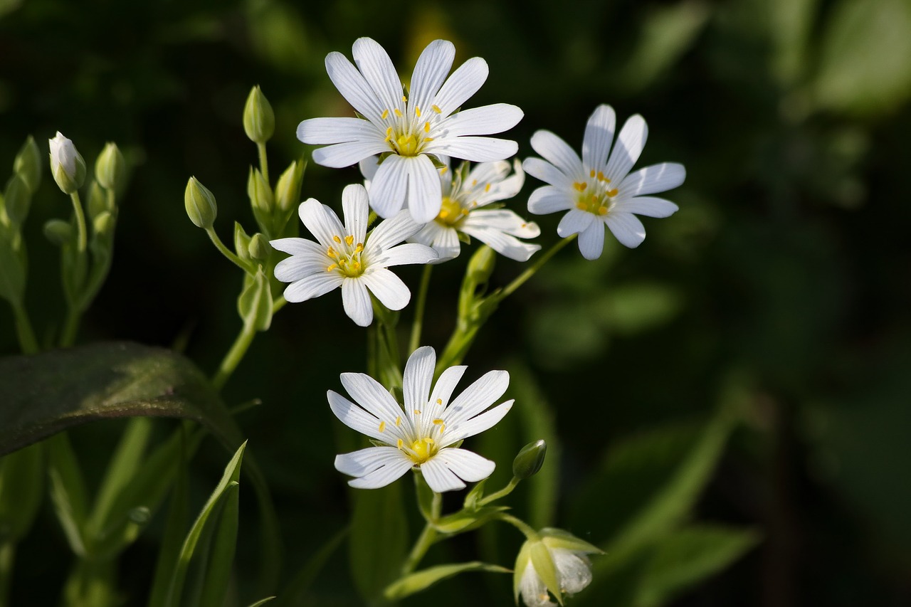 flowers  forest  primula free photo