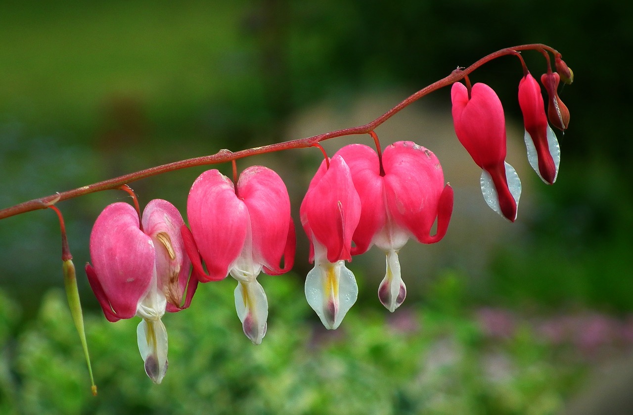 flowers  hearts  pink free photo