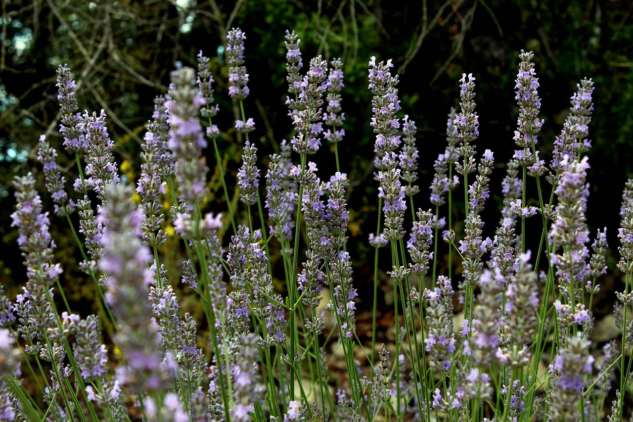 flowers  summer  purple free photo