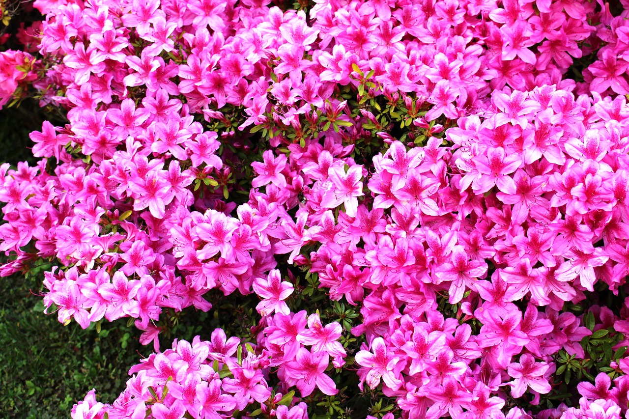 flowers azaleas pink free photo