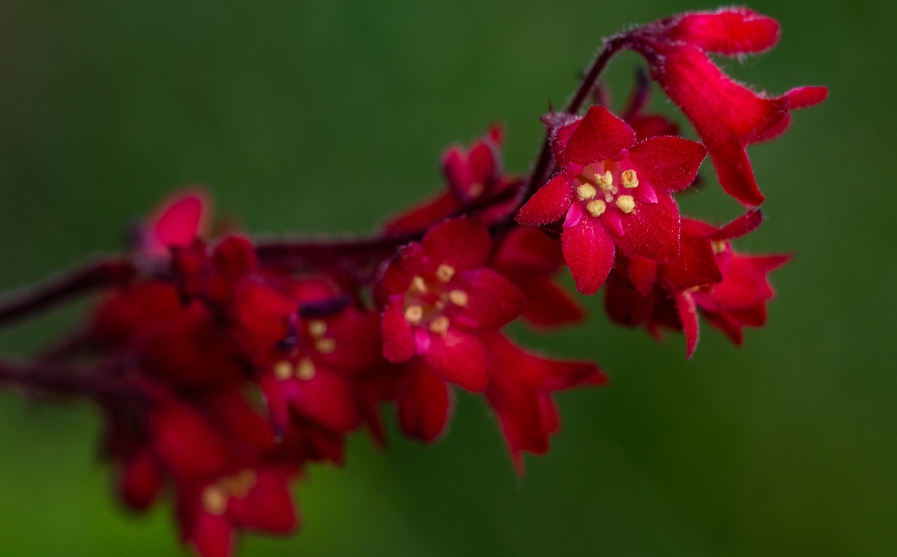 flowers  flower  żurawka free photo