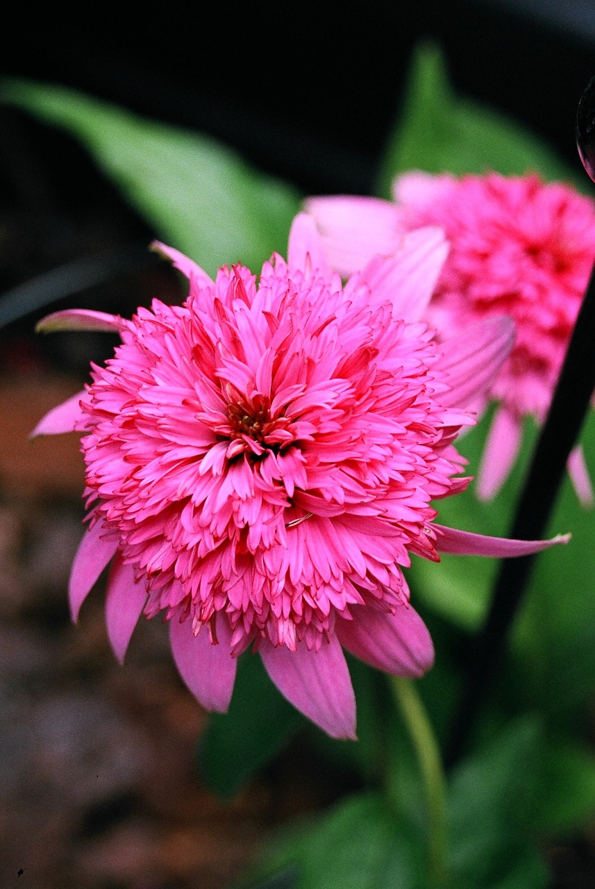 flowers garden nature free photo