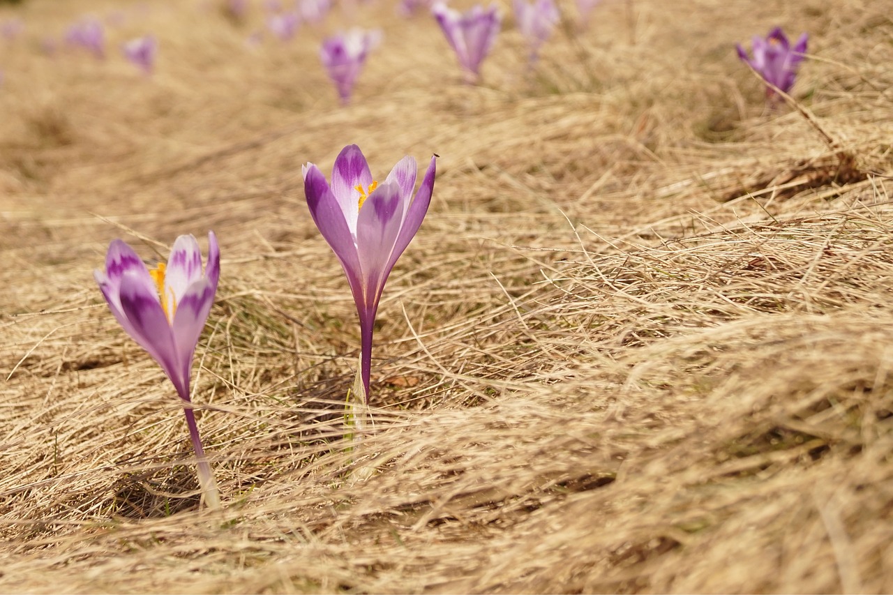 flowers  nature  outdoor free photo