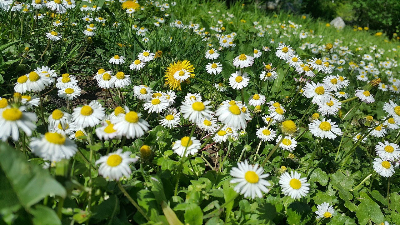 flowers  green  nature free photo