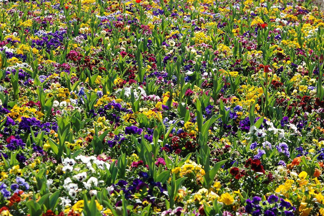 flowers  spring  flower bed free photo