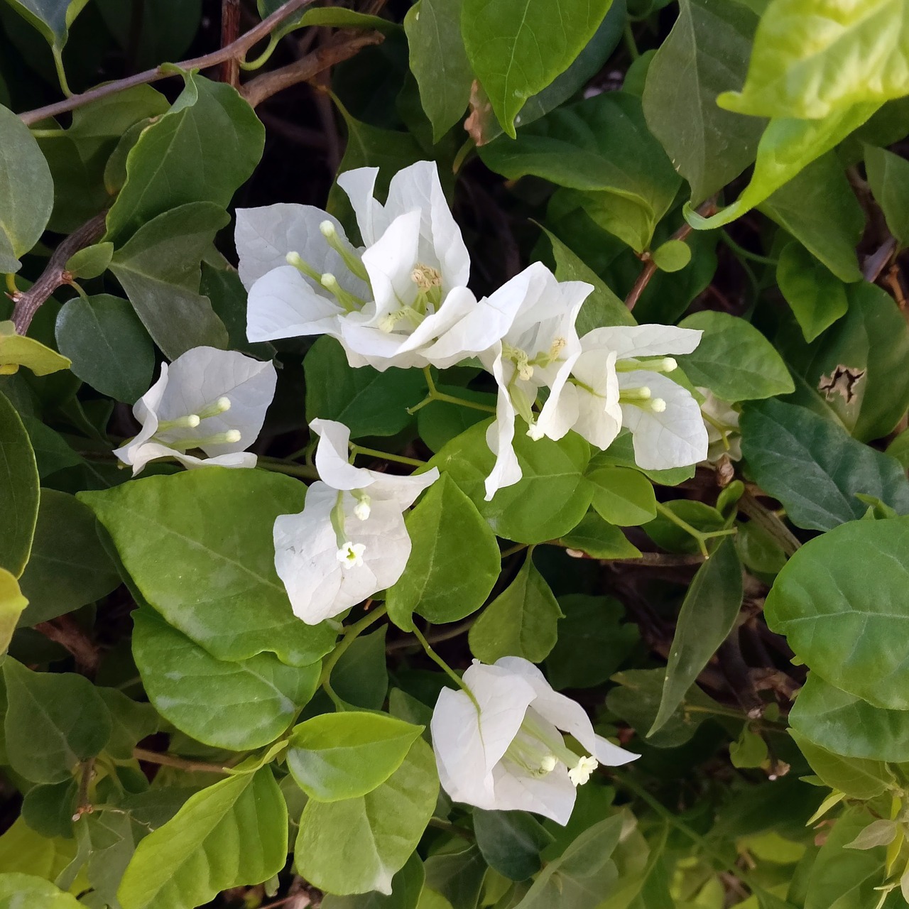 flowers  white  garden free photo