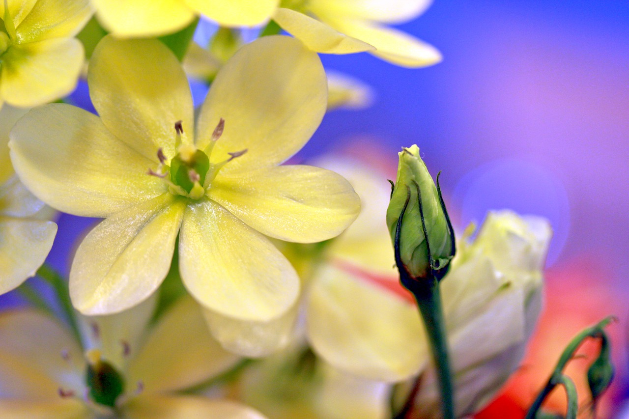 flowers  nature  yellow flower free photo