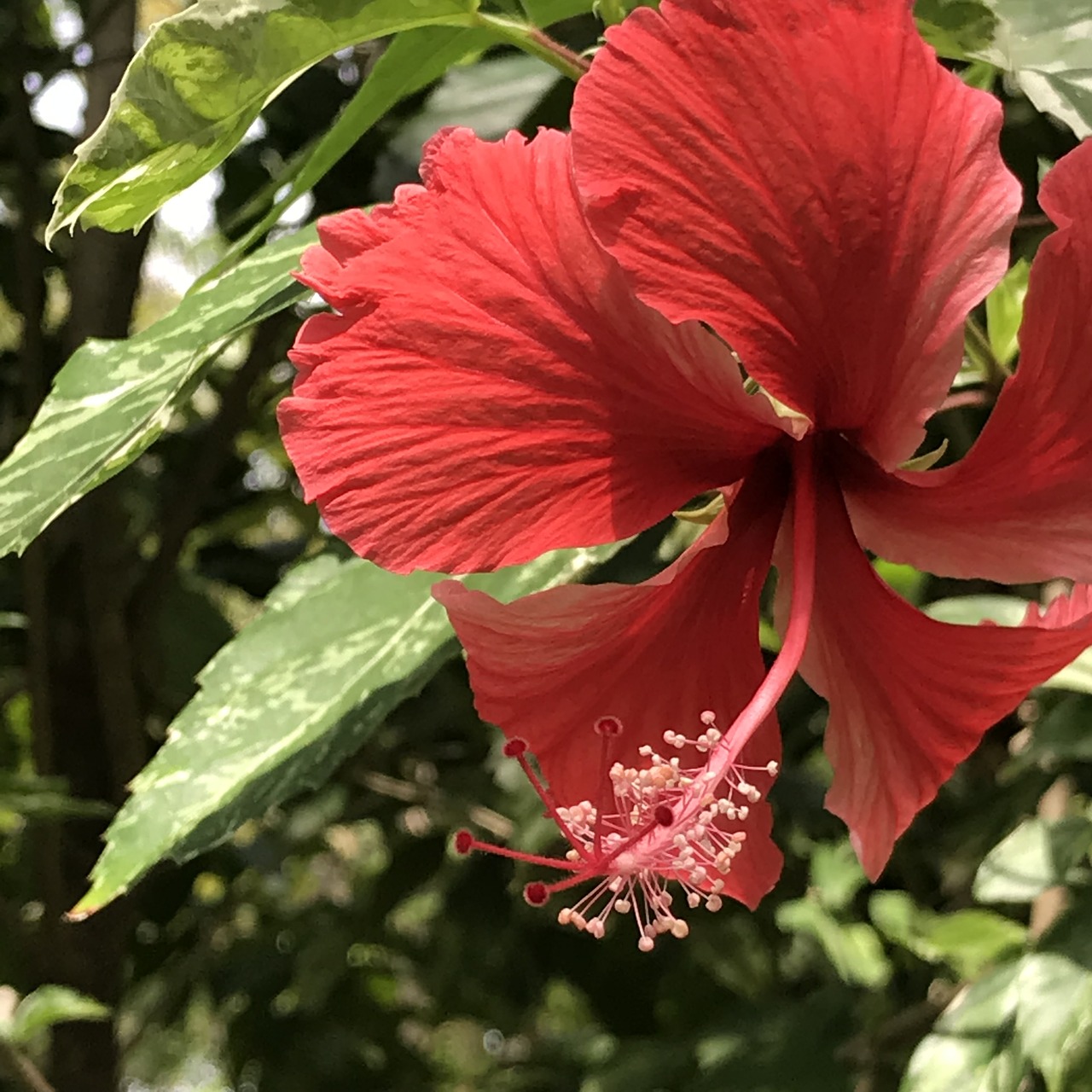 flowers  nature  garden free photo