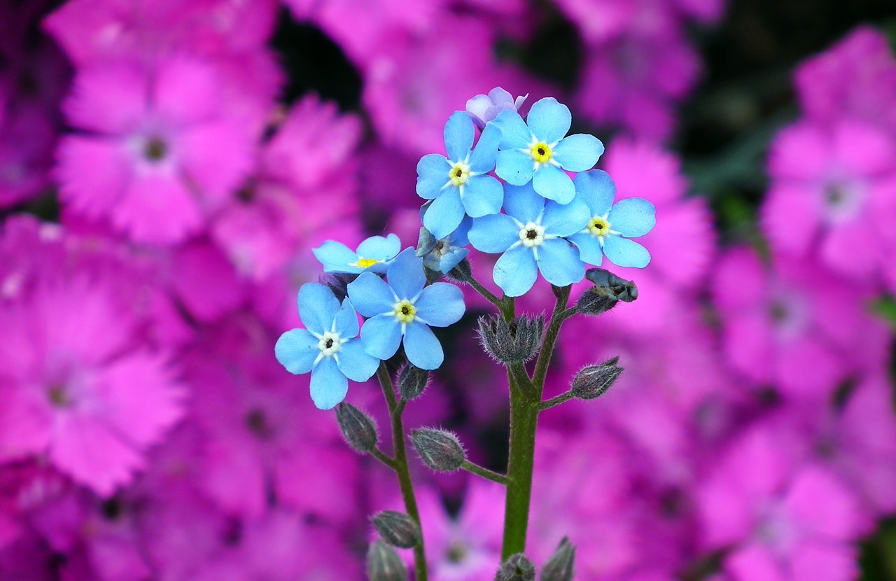 flowers  nots  blue free photo