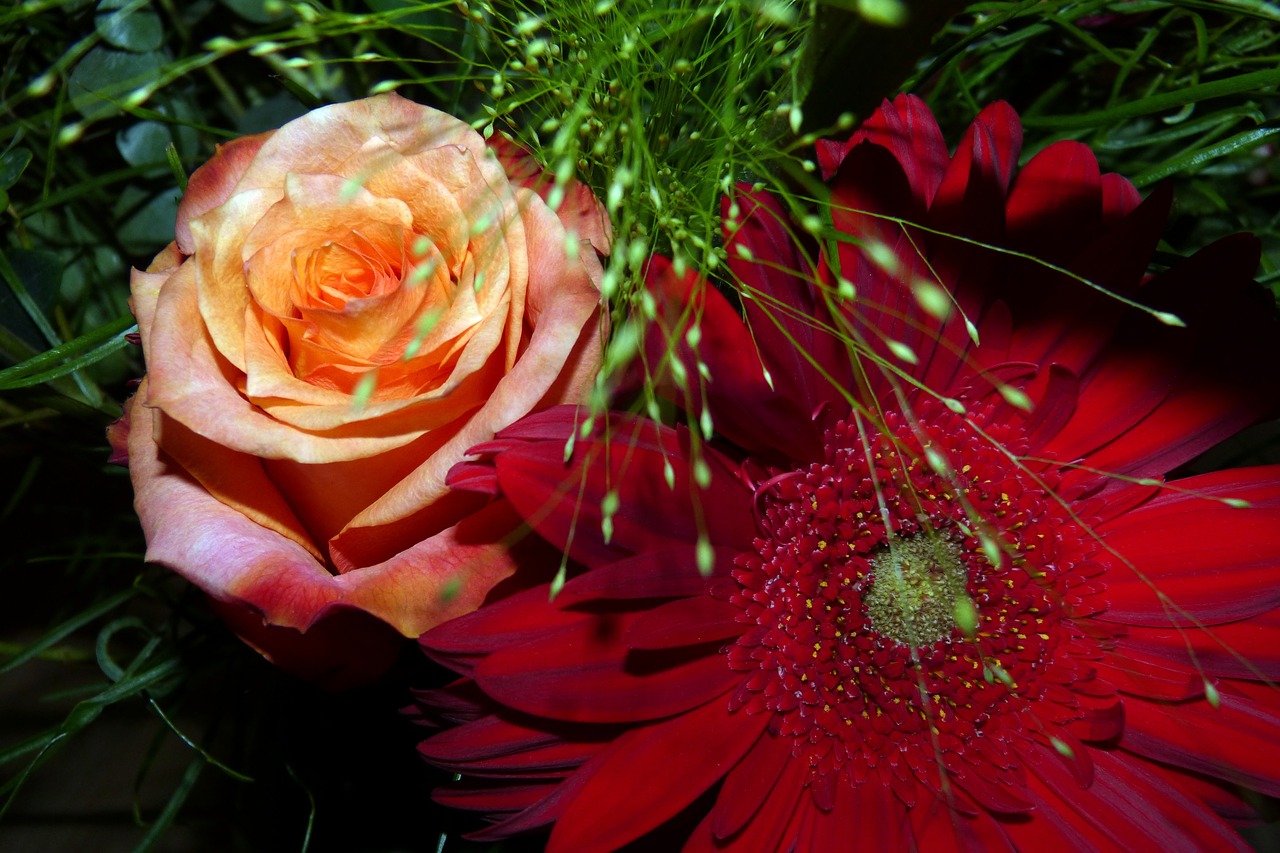 flowers gerbera rose free photo