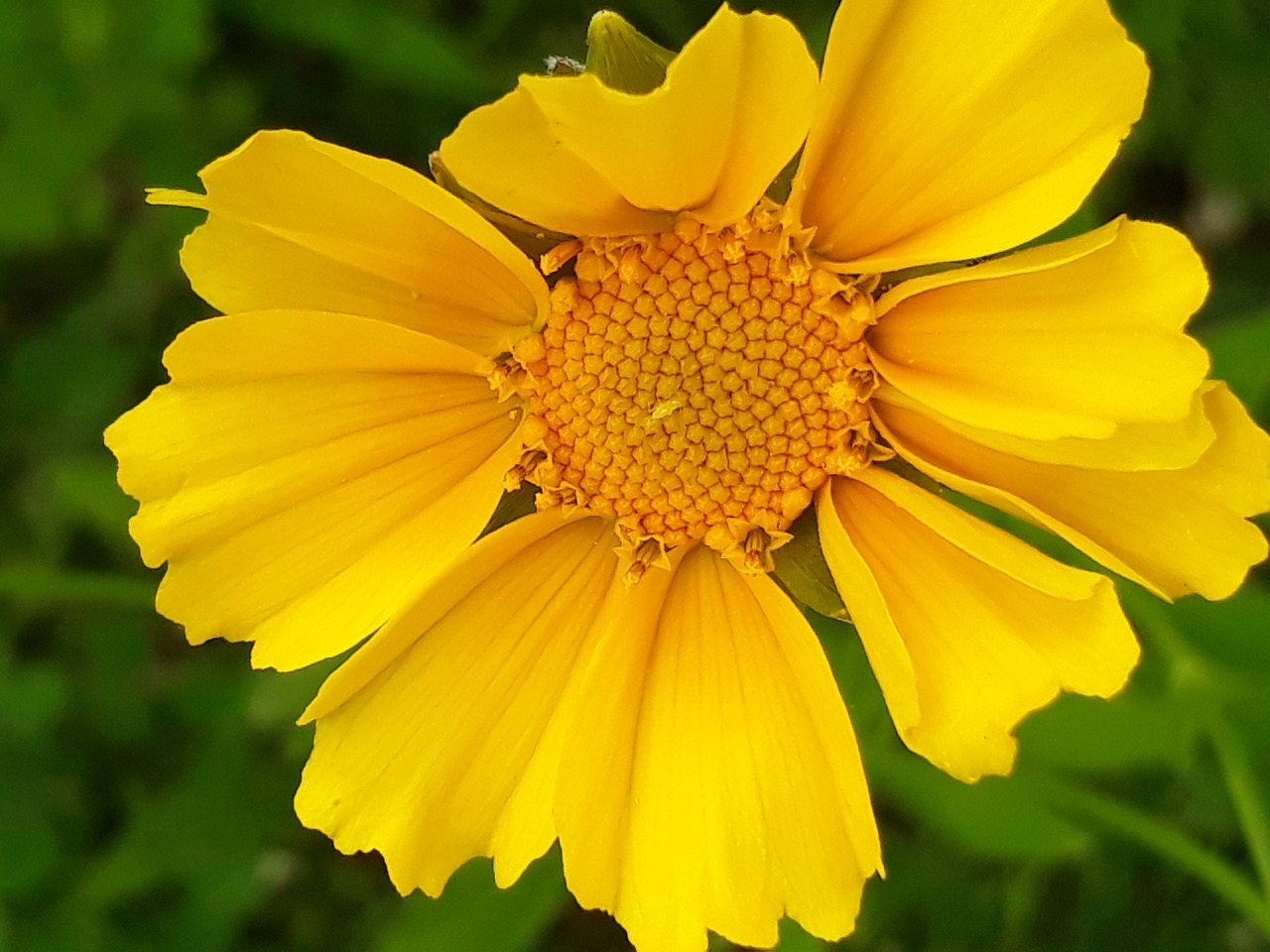 flowers  yellow flower  wildflower free photo