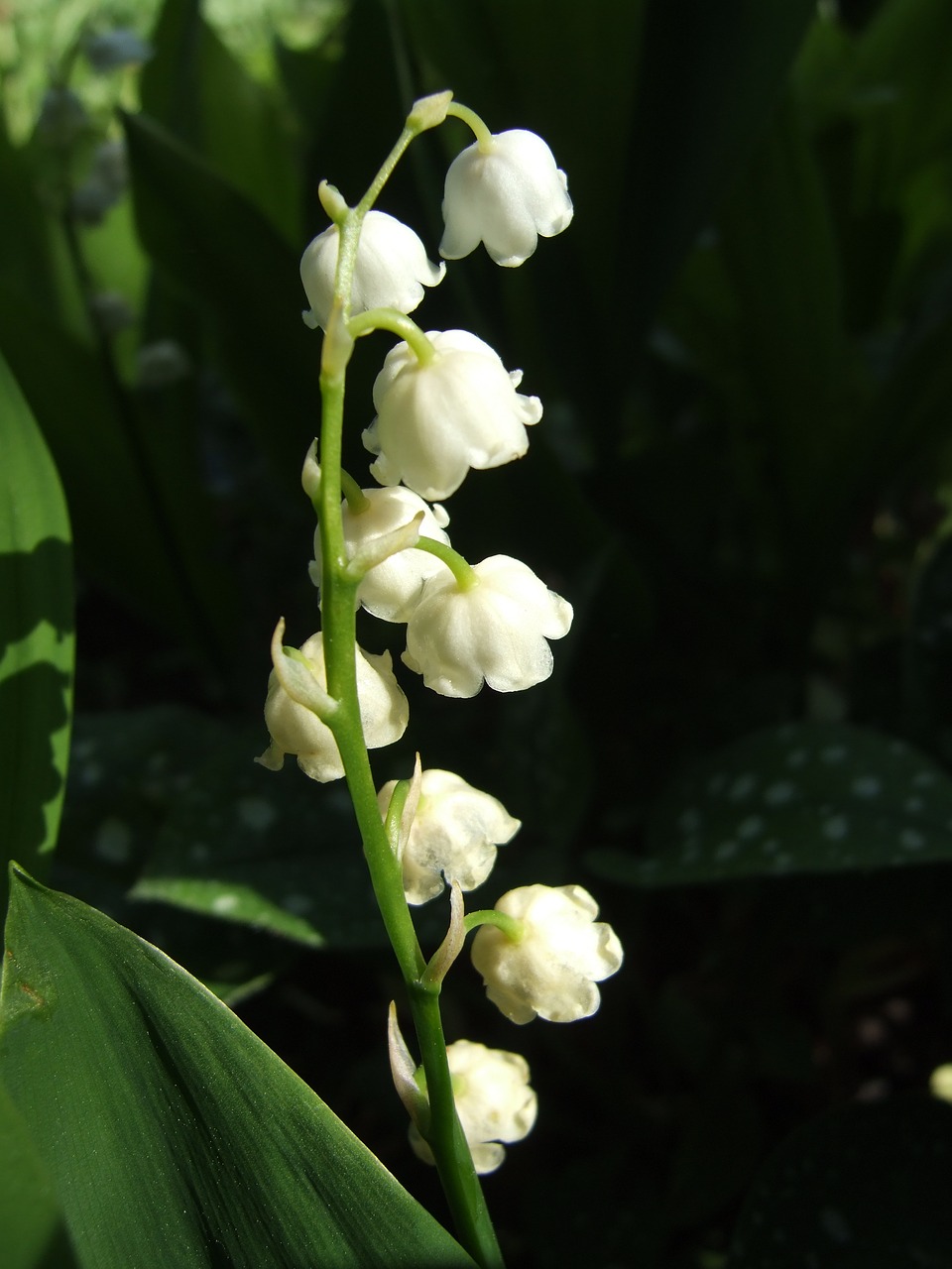 flowers  lilies of the valley  spring free photo