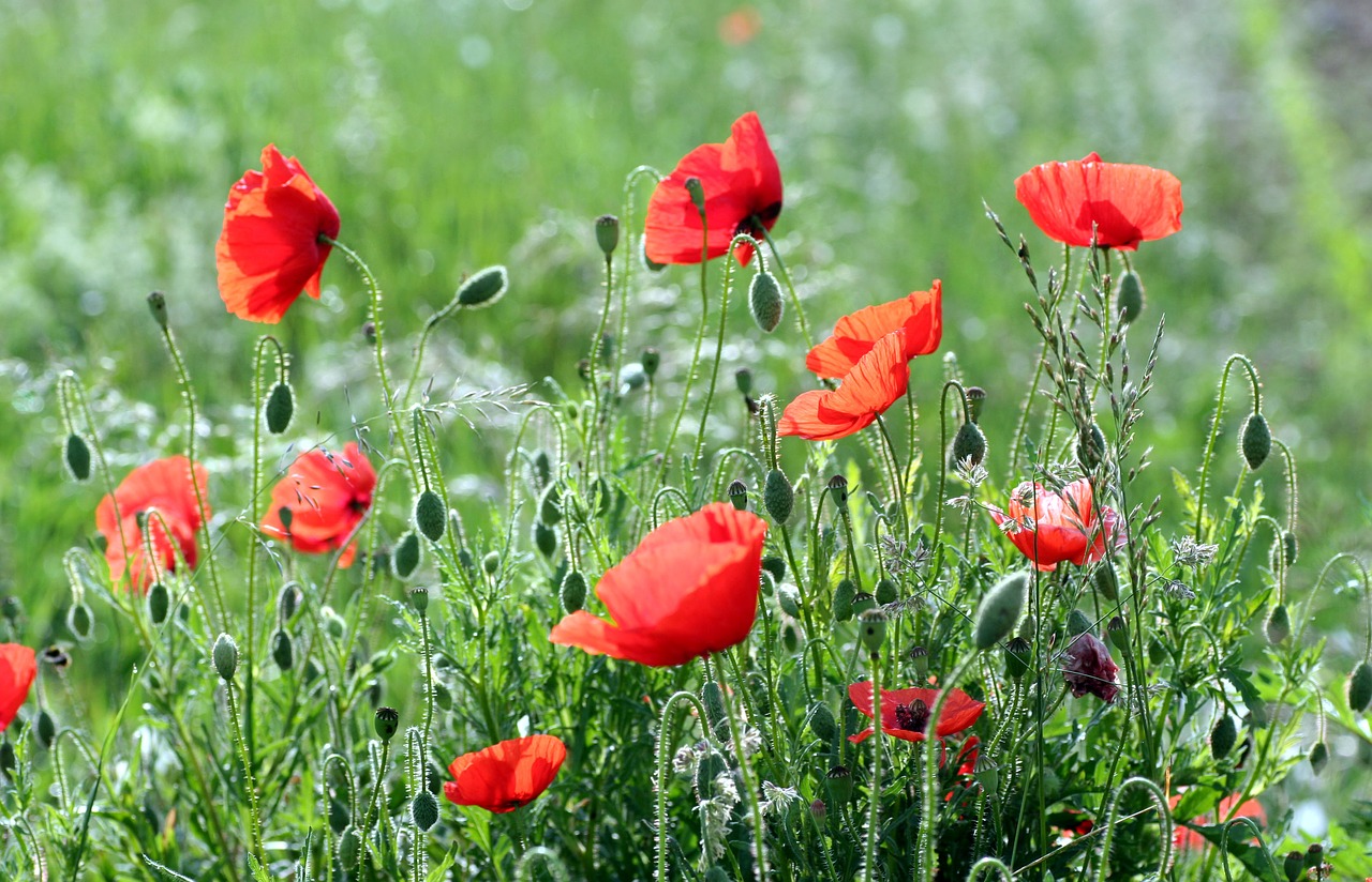 flowers  poppies  red free photo