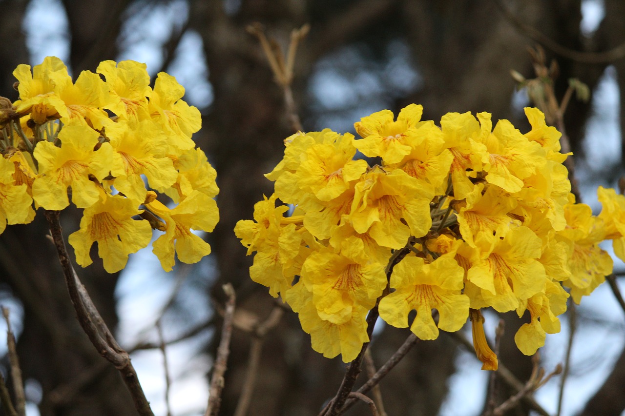 flowers  ipê free pictures free photo