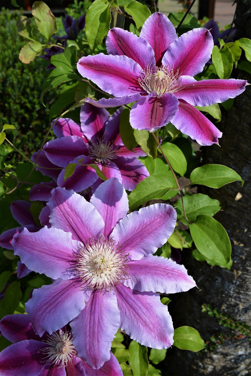 flowers  plant  purple free photo