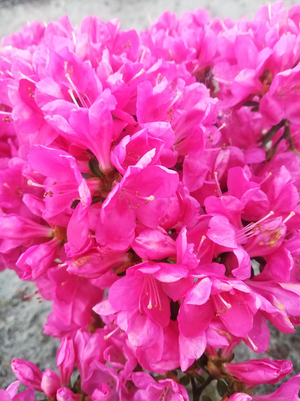 flowers  pink  nature free photo