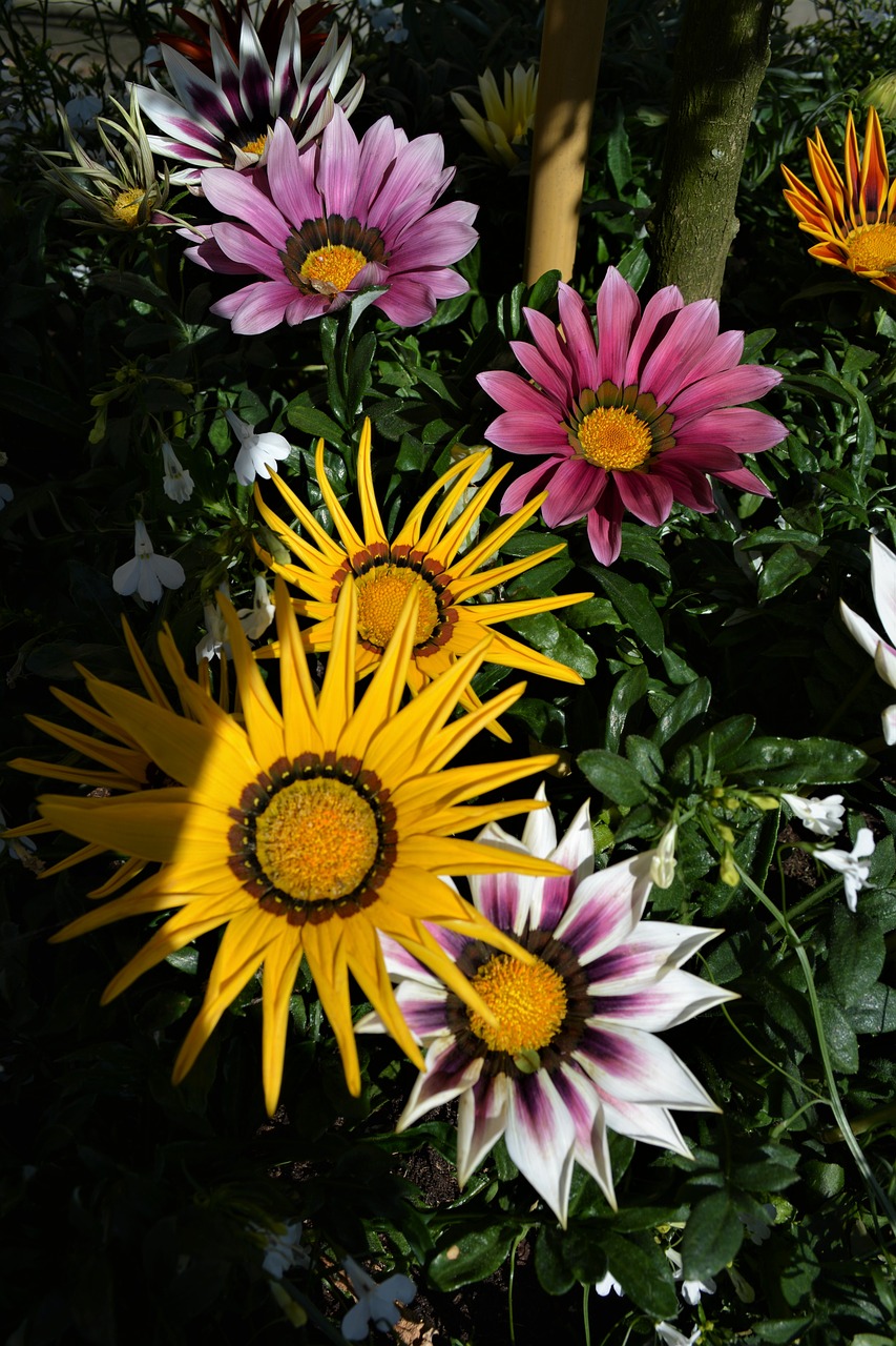 flowers  yellow flowers  flower purple free photo